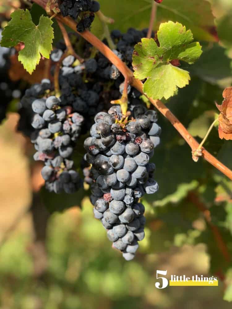 Grapevine in Healdsburg - one of Five Little Things I loved the week of October 4, 2019.