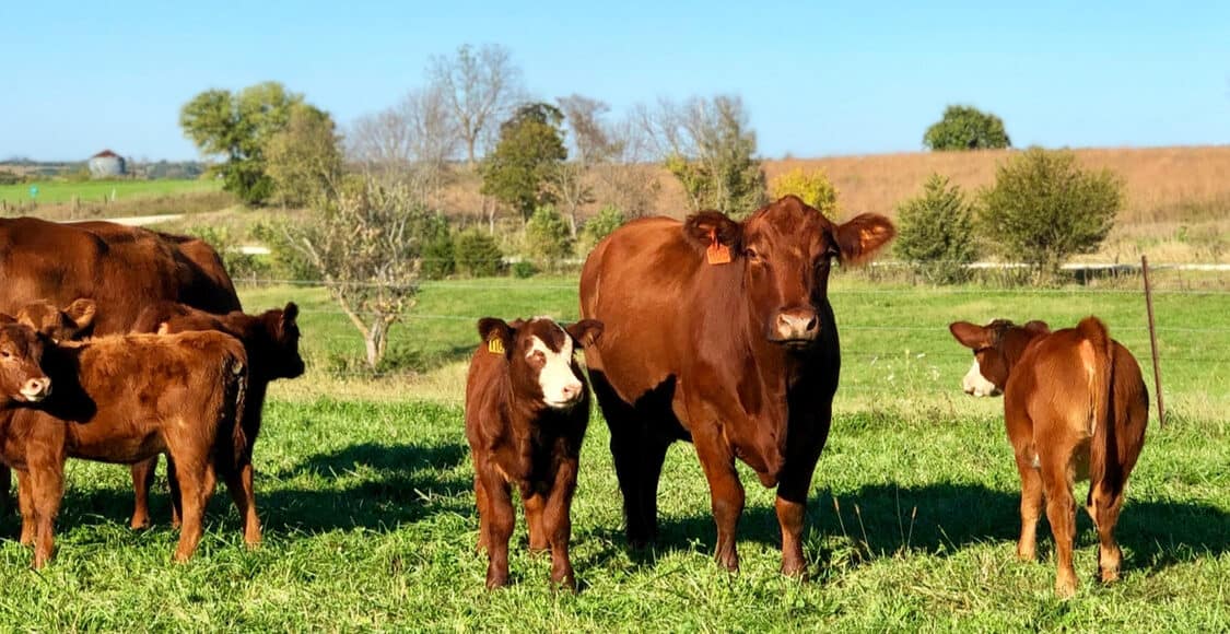 A trip to visit cattle in Iowa - Five Little Things October 11, 2019.
