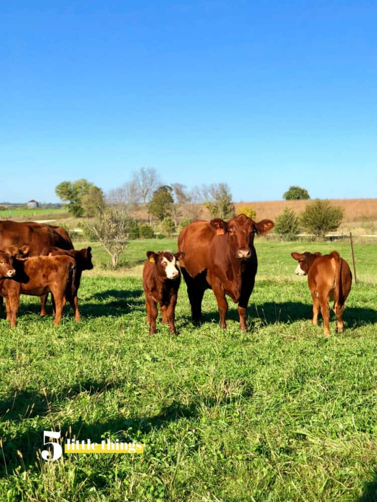 A trip to visit cattle in Iowa - Five Little Things October 11, 2019.