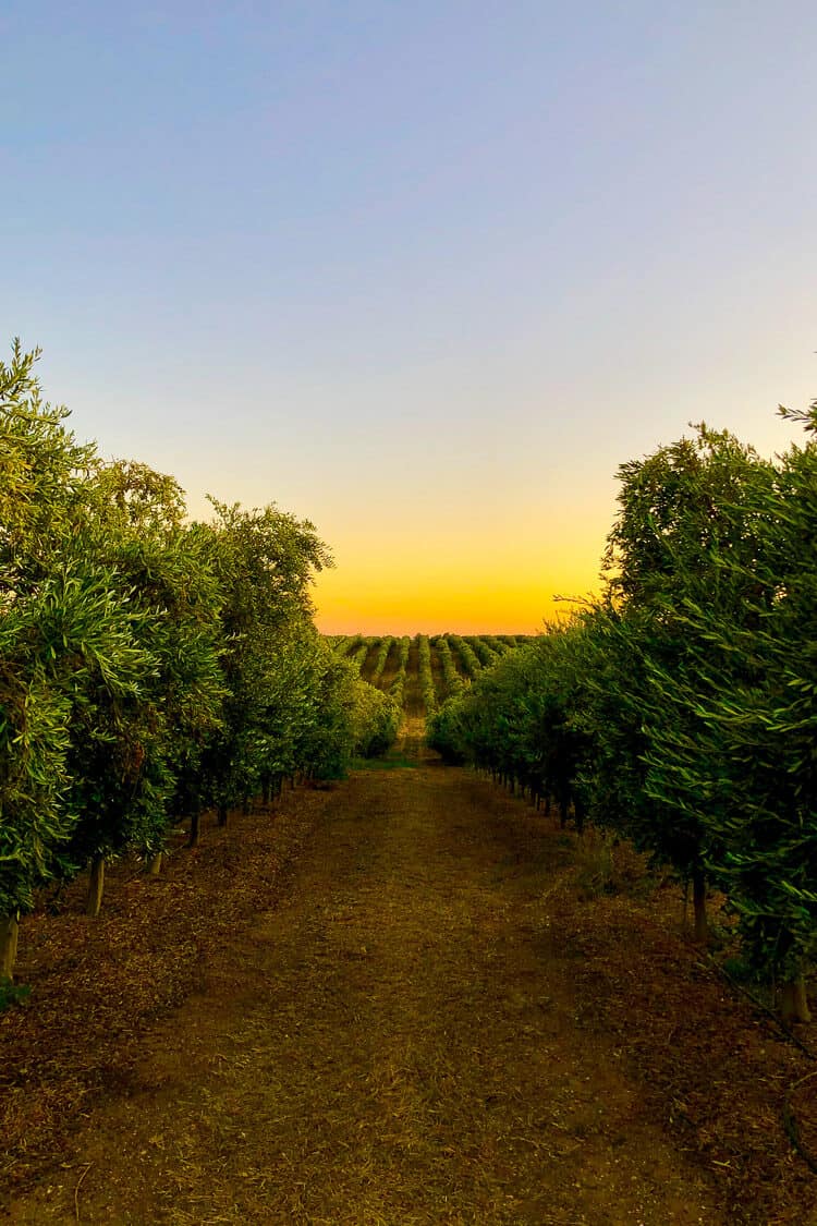 Cobram Estate Olive Groves in Woodland California - Olive oil 101