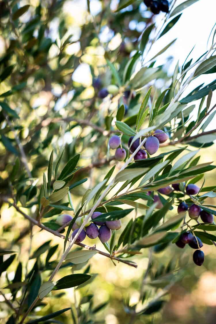 Olives for olive oil on the tree at the Cobram Estate Harvest Tour.