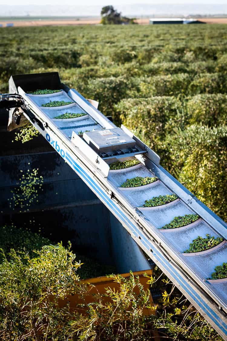 Olives being harvested in Woodland, CA for Cobram Estate Olive Oil on the Cobram Estate Harvest Tour.