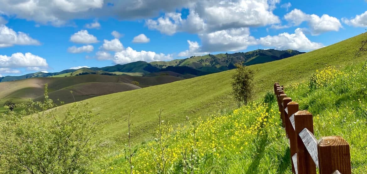 Mustard season and green hills of Bay Area, March 2020.