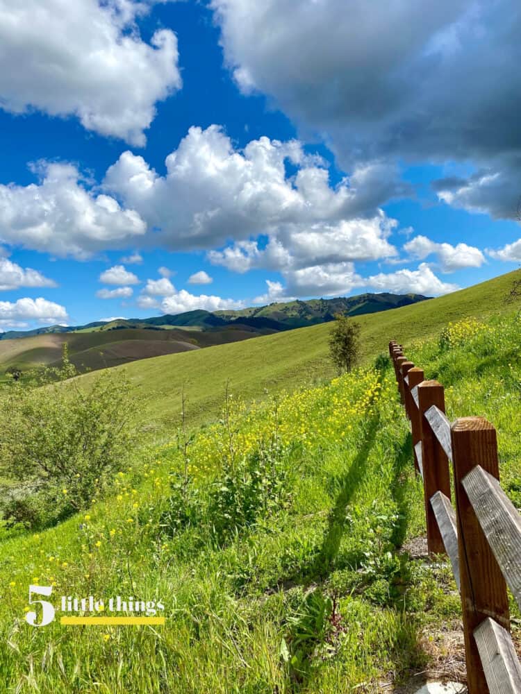 Mustard season and green hills of Bay Area, March 2020.