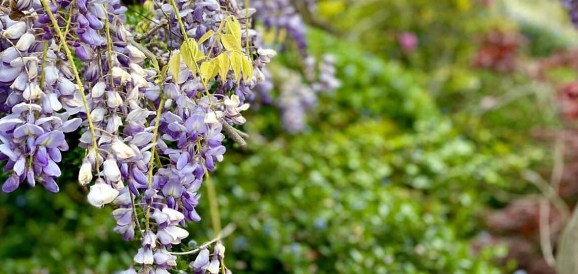 Wisteria is one of Five Little Things I loved the week of April 10, 2020.