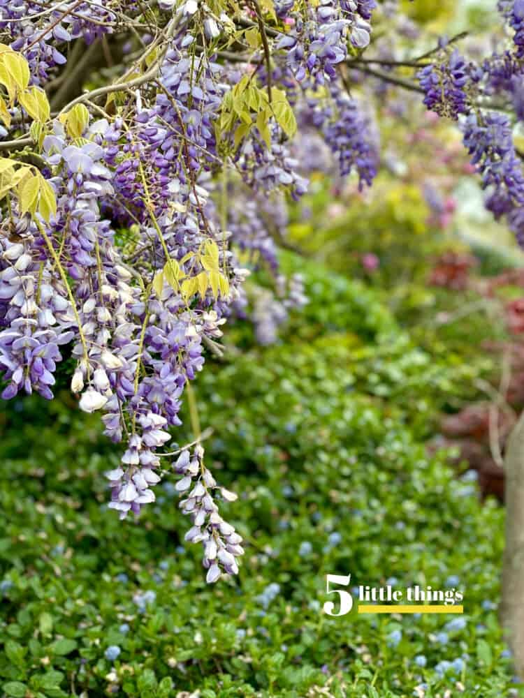 Wisteria is one of Five Little Things I loved the week of April 10, 2020.