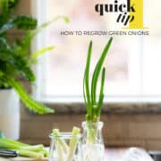 Green onion cuttings in a glass jar.