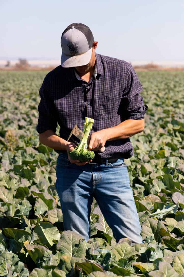 Harvesting broccoli on the California Farm Water Tour.