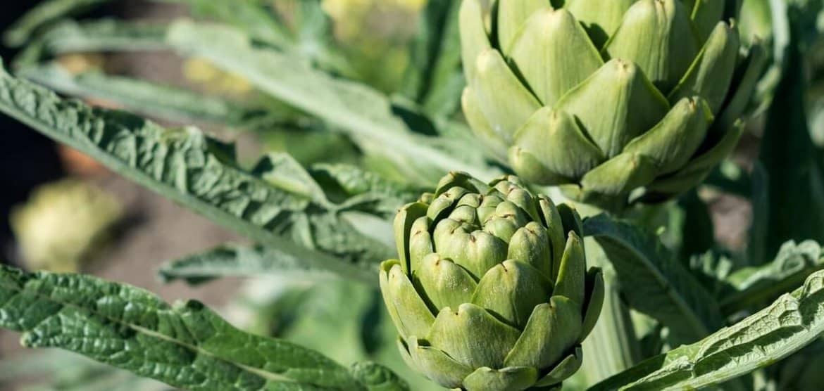 Artichokes were one of the Five Little Things I loved the week of April 23, 2022.