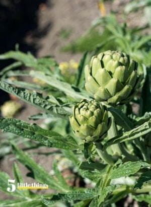 Artichokes were one of the Five Little Things I loved the week of April 23, 2022.