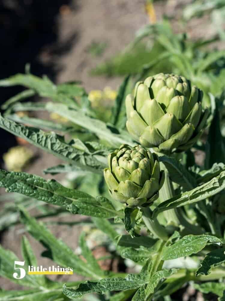 Artichokes were one of the Five Little Things I loved the week of April 23, 2022.