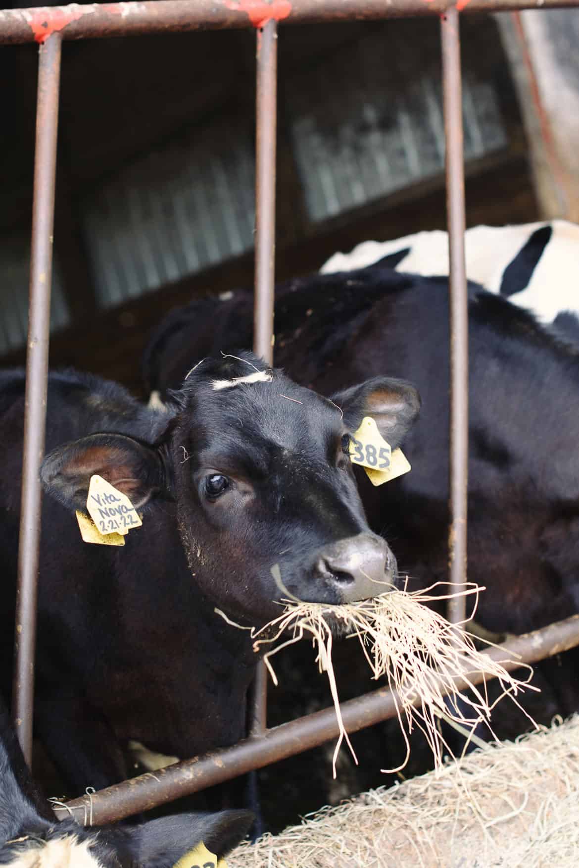 Holstein Cow at Ackermann Dairy on the Stonyfield Farm Tour 2022.