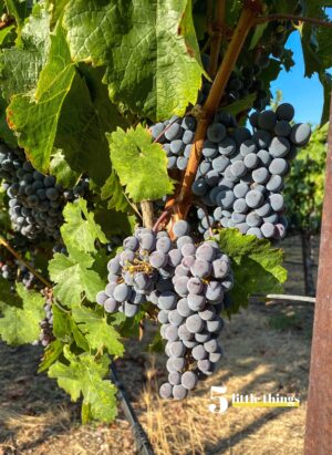 Wine grapes at harvest season were one of the Five Little Things I loved the week of September 29, 2023.