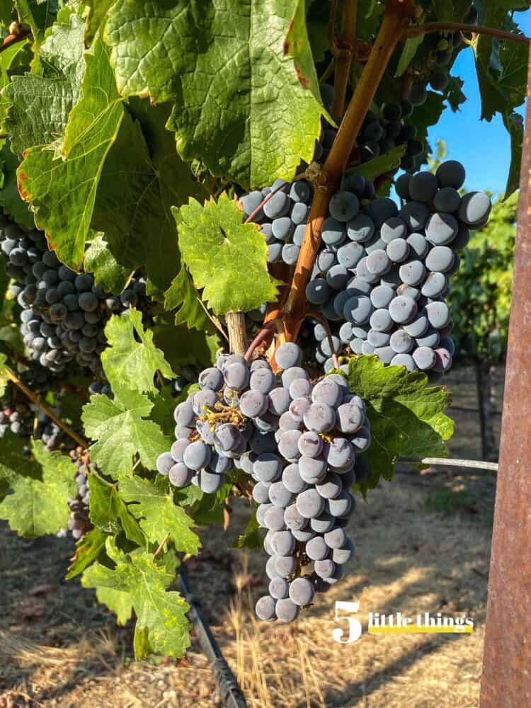 Wine grapes at harvest season were one of the Five Little Things I loved the week of September 29, 2023.