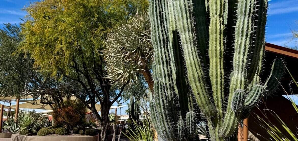 Five Little Things I loved the week of February 21, 2026: the beautiful desert, time with children, Olympic frenzy, and more!