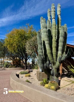 Five Little Things I loved the week of February 21, 2026: the beautiful desert, time with children, Olympic frenzy, and more!