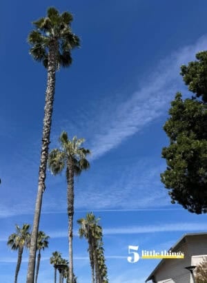 Five Little Things I loved the week of February 28, 2026: happy tears, a talented pint-sized photographer, jokes with a point, and more!