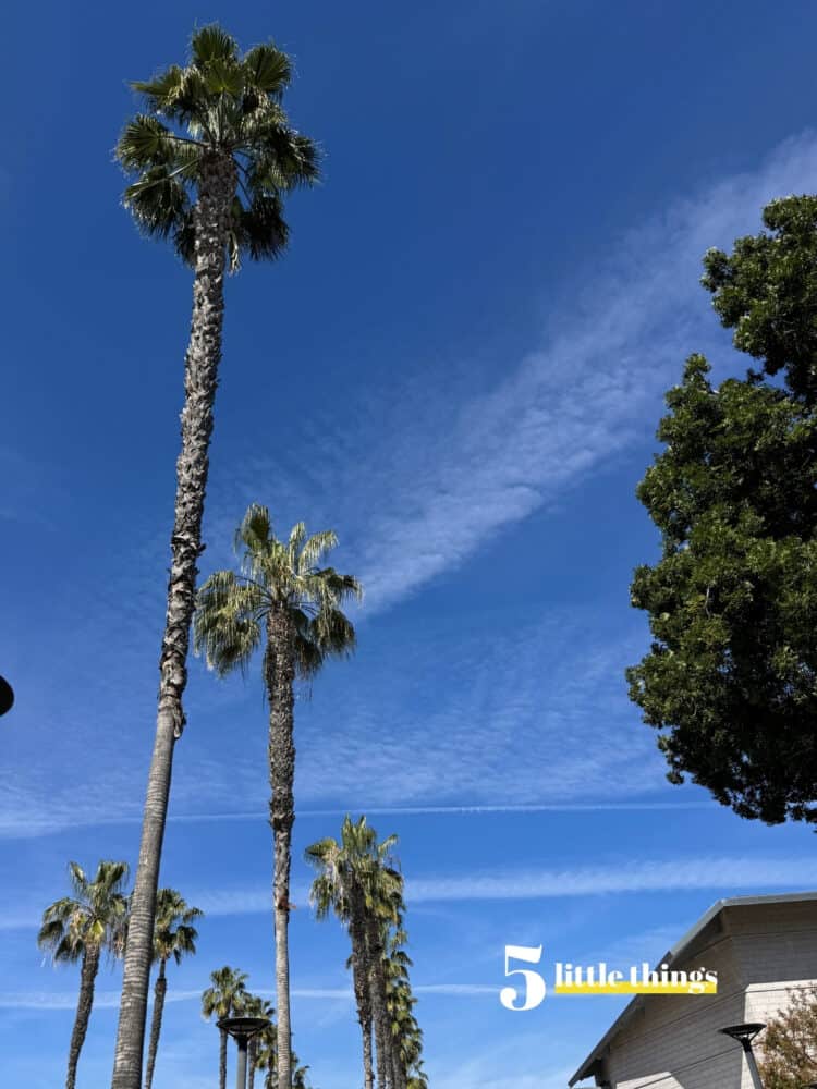 Five Little Things I loved the week of February 28, 2026: happy tears, a talented pint-sized photographer, jokes with a point, and more!